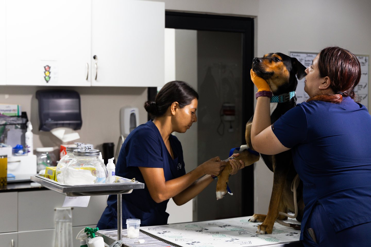 Wet Noses team caring for a dog in an exam room